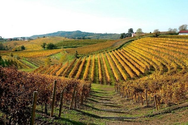 Vína z Friuli